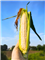 SpecialMiniSummary_51659_S.jpg
